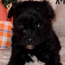 Mocha - Black and tan Yorkipoo puppy in Canton, Texas from X-F Kennels