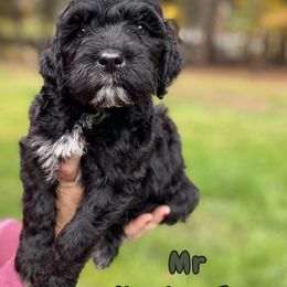 Mr Having Fun - Black and white Portuguese Water Dog puppy in Grants Pass, Oregon from Rogue River Portuguese Water Dogs