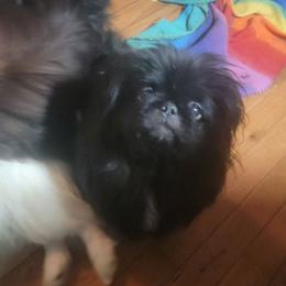 Bear Bear - Pekingese