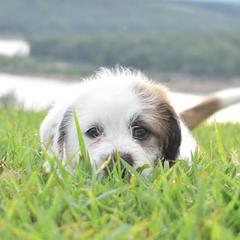 Saint Berdoodles from Lakeside Pups