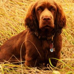 Sussex Spaniels from Primetime Sussex Spaniels