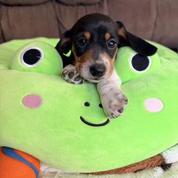 Cooper - Piebald male Dachshund puppy in Cumberland, Wisconsin from Homestead Doxies & Shepherds LLC