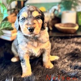 Nelson Harald - Merle male Saint Berdoodle puppy in Mesa, Arizona from Desert Bohunk Doodles and Branded Bullies
