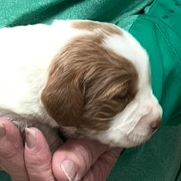 Pink girl 2 - White and orange female Brittany puppy in Floyd Knobs, Indiana from Cross Creek Brittanys