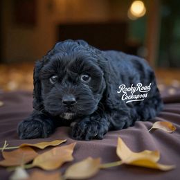Toby - Black male Cockapoo puppy in Nashville, Arkansas from Rocky Road Puppies