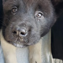 Akita Puppies from Mizuki Akita LLC.