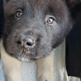 Akita Puppies from Mizuki Akita LLC.