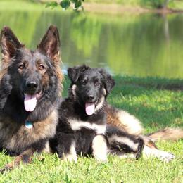 German Shepherd Puppies from Oakmont Shepherds