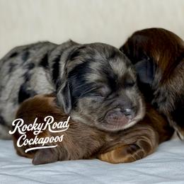 Bobble - Merle male Cockapoo puppy in Nashville, Arkansas from Rocky Road Puppies