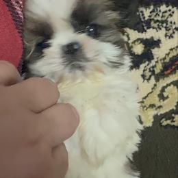 Theodore-Theo - Tricolor male Shih Tzu puppy in Ross County, Ohio from Ashville Shih Tzu Chalet