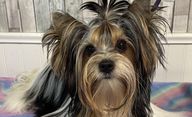 Yorkie adult