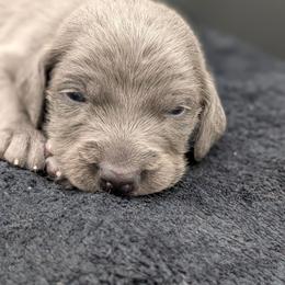 Annie Lenox - Blue female Weimaraner puppy in Evart, Michigan from Drehbar Weimaraners