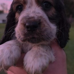 Scar - Black white and tan male English Springer Spaniel puppy in Florida from Thunderbird Springers