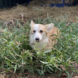Dixie - Pembroke Welsh Corgi