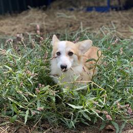 Dixie - Pembroke Welsh Corgi