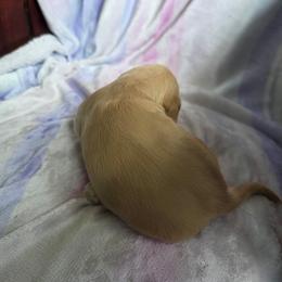 Cream - Cream female Dachshund puppy in Crab Orchard, Kentucky from Lucy’s legacy dachshunds