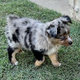Fruit Loops - Blue merle Miniature Australian Shepherd puppy in Paris, Texas from Kuttin’ Up Mini Aussies