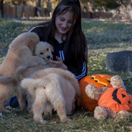Golden Retriever Puppies from Glacier Goldens