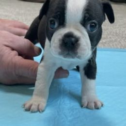 Boston Terrier Puppies from Charlie’s Pride
