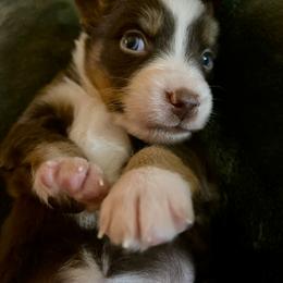 Hope - Red tri female Miniature Australian Shepherd puppy in Kentucky from Natural Life Ranch