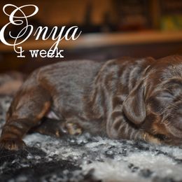 Girl 4 - Brown and tan female Cocker Spaniel puppy in Myerstown, Pennsylvania from The Cocker Cingdom