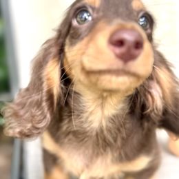 2600 pet  Henry Pra clear Russian American champion pet only price - Chocolate and tan male Dachshund puppy in Call, Texas from Dachshund D’Amore