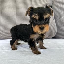 Petra - Black and tan female Yorkshire Terrier puppy in Ashland, Kentucky from Yorkie Paw