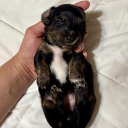 Sophia AKC HEALTH GUARANTEE - Brindle female Dachshund puppy in El Dorado, Arkansas from LovelylilDoxies