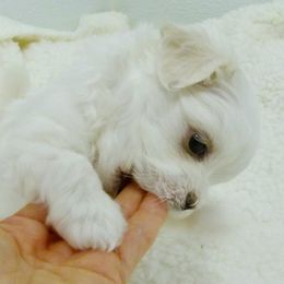 Maltese Puppies from Vellavica Maltese