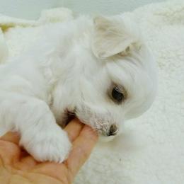 Maltese Puppies from Vellavica Maltese