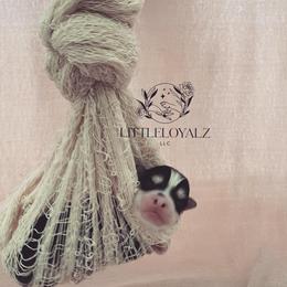 Pomsky Puppies from LittleLoyalzLLC