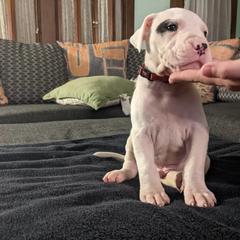 Dogo Argentino Puppies from De la Fuerza de Dios
