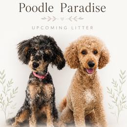 Poodle puppies from Poodle Paradise