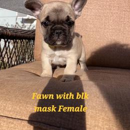 Girl 2 - Blue fawn female French Bulldog puppy in Grand Junction, Colorado from Elisabeth's Frenchies