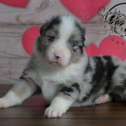 Destin - Blue merle male Australian Shepherd puppy in Fultonville, New York from Sandy Aussies & Pomeranians