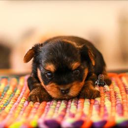 Yorkshire Terrier Puppies from Essence of Grace Yorkies