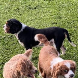 Cavapoos from Timber Ridge Farm