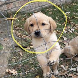 Yellow - Yellow female Labrador Retriever puppy in Tomahawk, Wisconsin from Mahner Labs