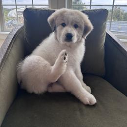 Great Pyrenees Puppies from McCarthy Ranchette LLC