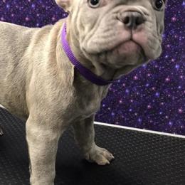 French Bulldogs from French Angells French Bulldogs