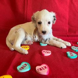 Ginger- Long Coat-Orange - White and black female Dalmatian puppy in Claremore, Oklahoma from Lotsofdots Dalmatians