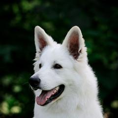 Brit - Berger Blanc Suisse