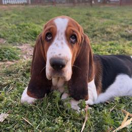 Basset Hound Puppies from The Basset Boutique