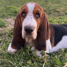 Basset Hound Puppies from The Basset Boutique