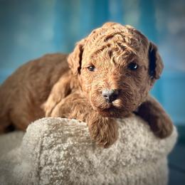 Tajin - Red  male Poodle puppy in Palm Beach County, Florida from Benji’s Cockapoos