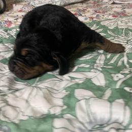 Robyn - Black brown and white female Basset Hound puppy in Daleville, Alabama from Home Grown Basset Hounds of Alabama