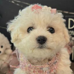 Penelope - White female Bichon Frise puppy in Upland, California from IDREAMOFPUPPIES