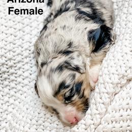 Arizona - Blue merle female Bernedoodle puppy in Hudson, Indiana from TurkeyCreek-K9