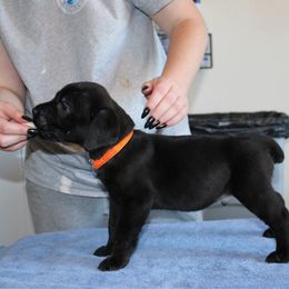 First pick male, orange collar - Black male Cane Corso puppy in Homestead, Florida from Sabal Palm Cane Corso