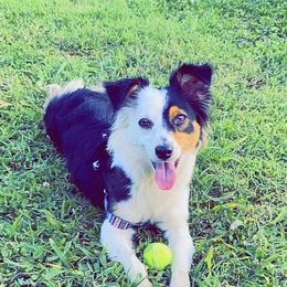 Harley - Aussiedoodle